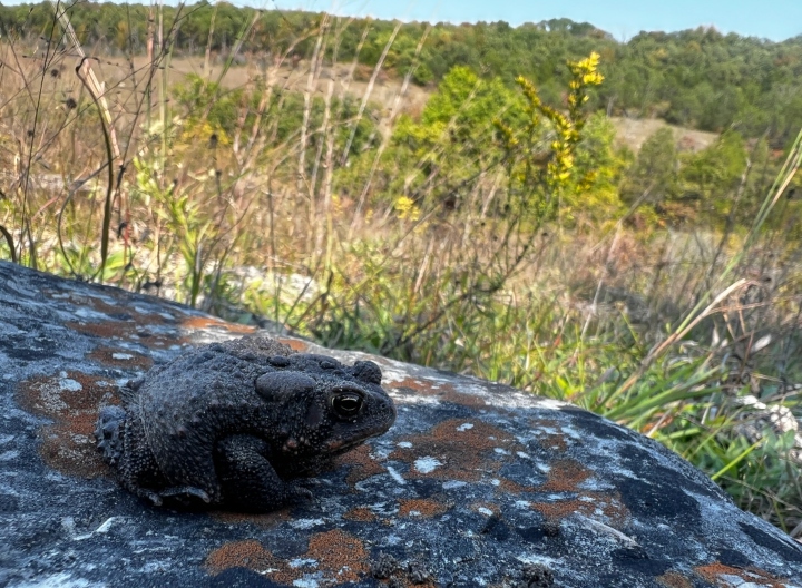 American Toad